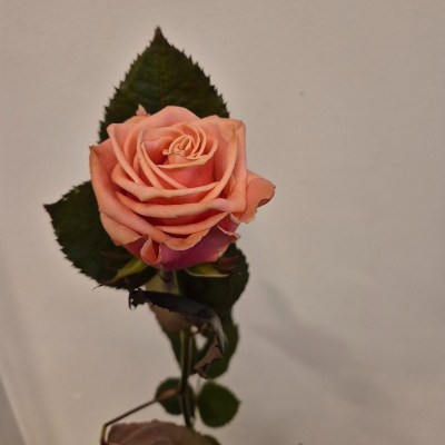 Roos Adele (1)